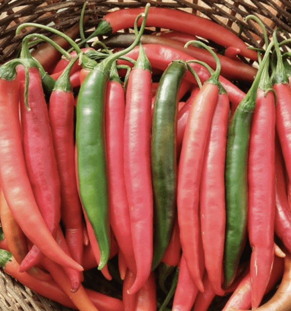 Pepper - Hot - Prik Chi Faa or Sky Pepper (3.25" pot)
